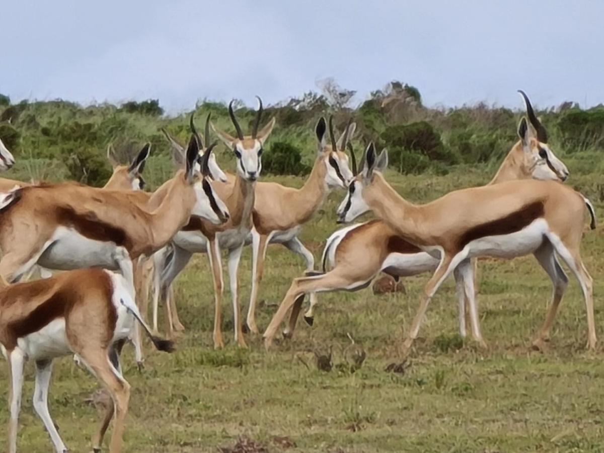 Indalu Game Reserve Boggomsbaai エクステリア 写真