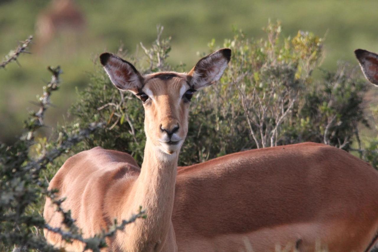 Indalu Game Reserve Boggomsbaai エクステリア 写真