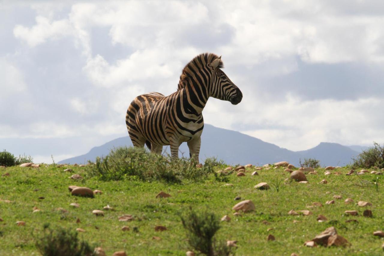 Indalu Game Reserve Boggomsbaai エクステリア 写真